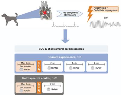 High-rate pacing suppresses Torsade de Pointes arrhythmias and reduces spatial dispersion of repolarization in the chronic AV-block dog model
